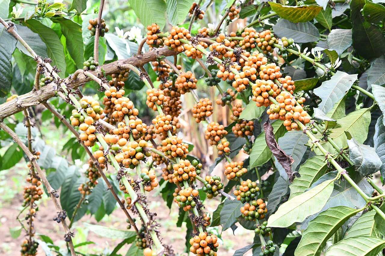 Ugandan coffee cherries ready for harvest