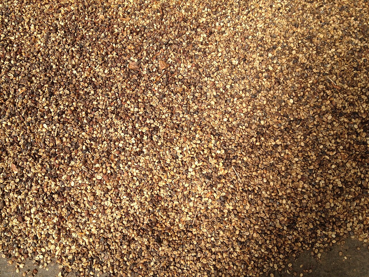 Unroasted green coffee beans