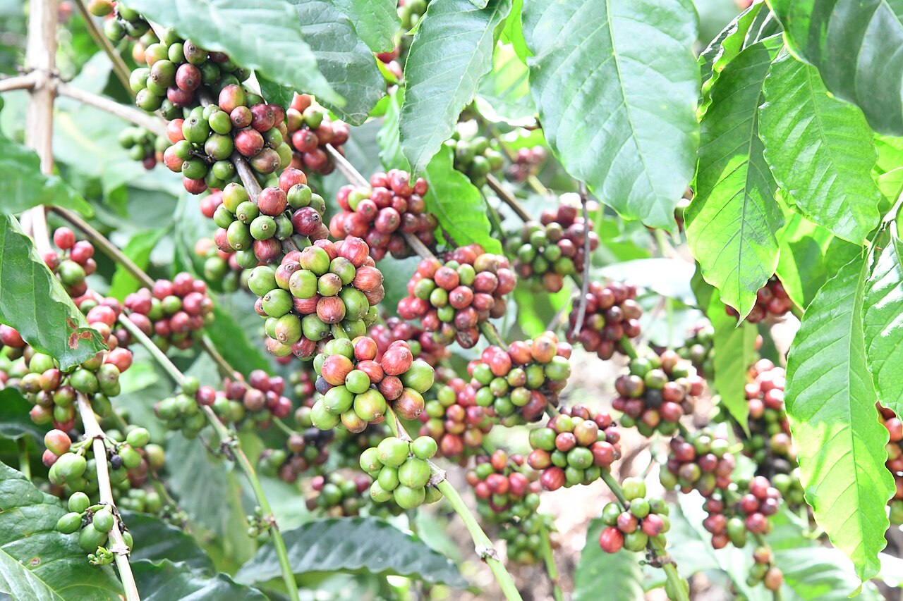 Ripe Ugandan coffee cherries on the plant