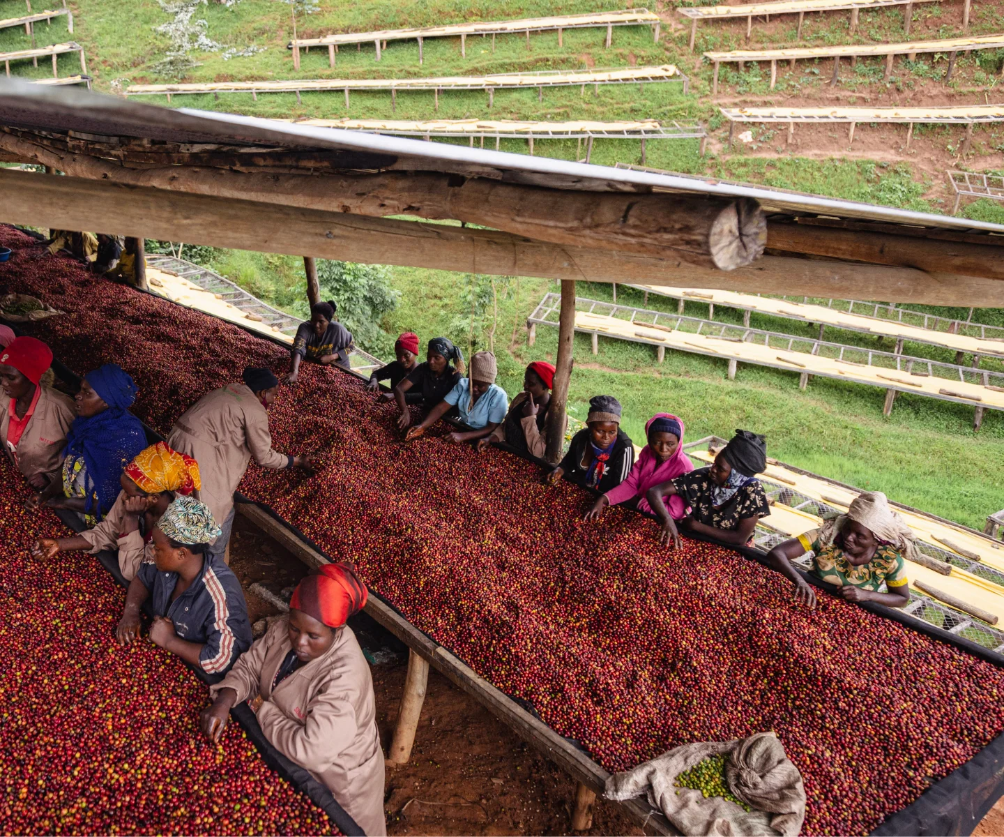 Ugandan coffee farmers harvesting ripe cherries