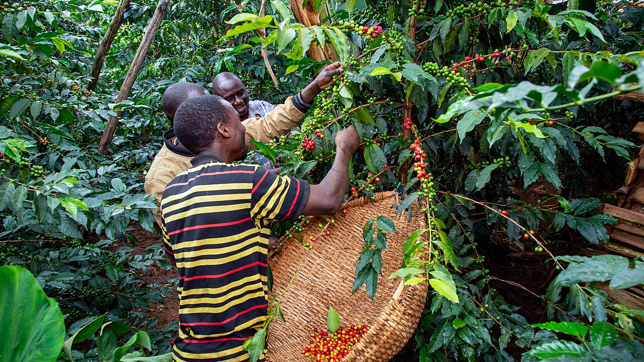 Coffee harvest in a Ugandan growing region